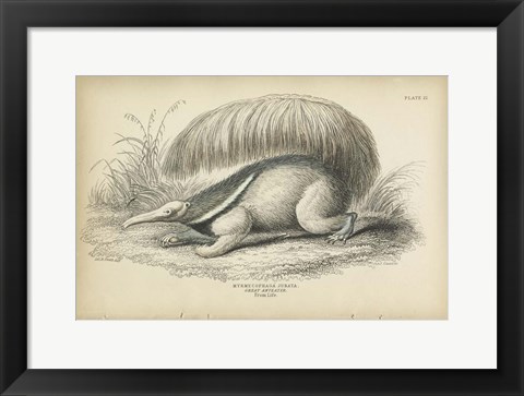 Framed Great Anteater Print