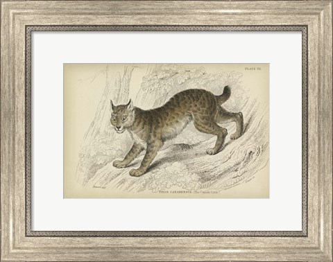 Framed Felis Canadenis Lynx Print