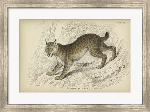 Framed Felis Canadenis Lynx Print