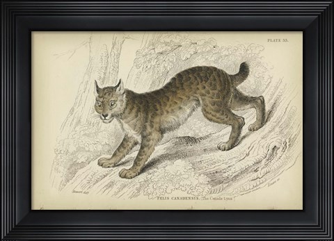 Framed Felis Canadenis Lynx Print