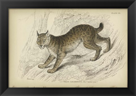 Framed Felis Canadenis Lynx Print