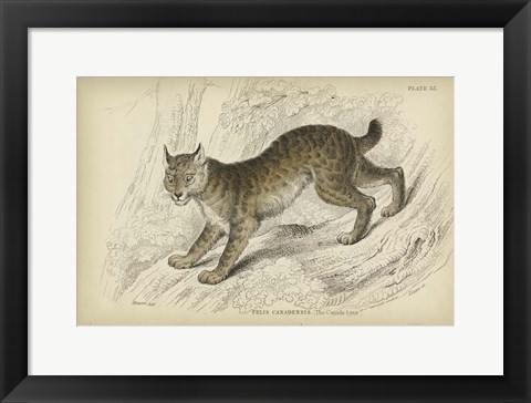 Framed Felis Canadenis Lynx Print