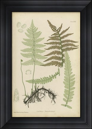 Framed Lastrea Thelypteris Print