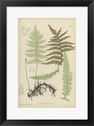 Framed Lastrea Thelypteris Print