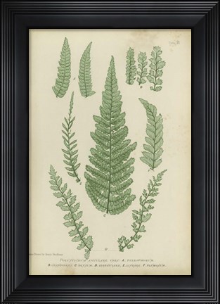 Framed Polystichum Print