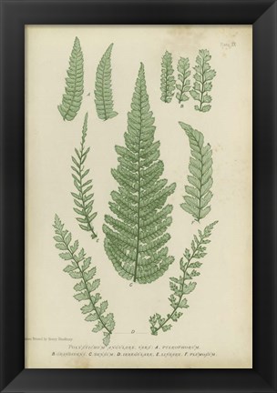 Framed Polystichum Print