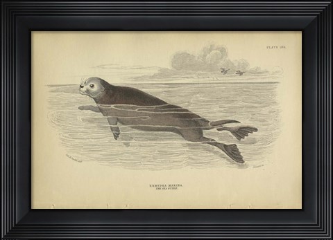 Framed Sea Otter Print