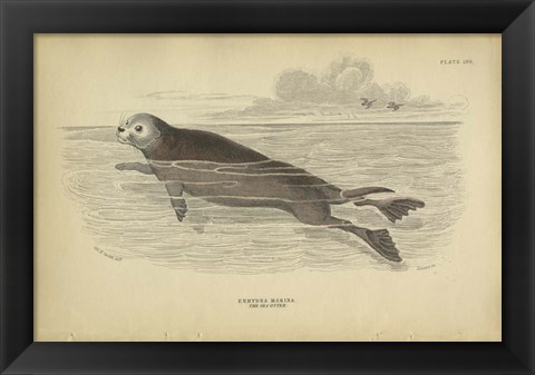 Framed Sea Otter Print