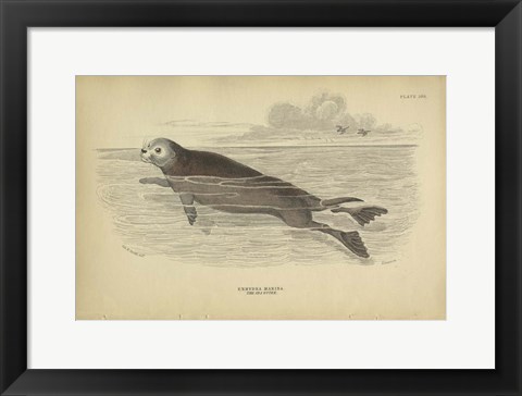 Framed Sea Otter Print