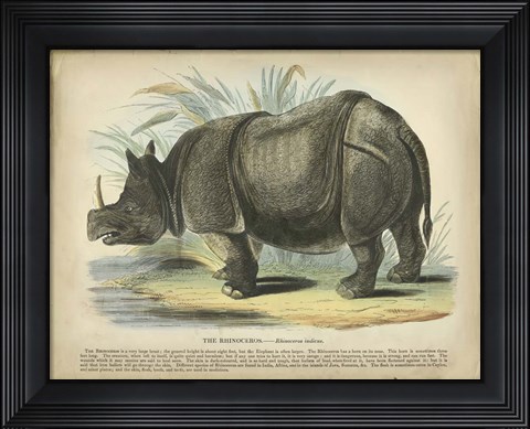 Framed Rhino Print