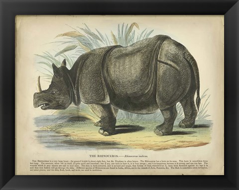 Framed Rhino Print