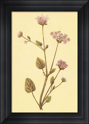 Framed Abronia Turbinata Print