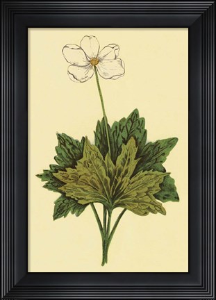 Framed Anemone Print