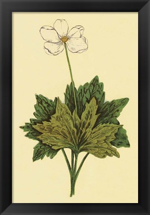 Framed Anemone Print