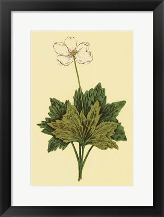 Framed Anemone Print