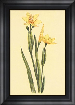 Framed Arizona Sisrinchium Print