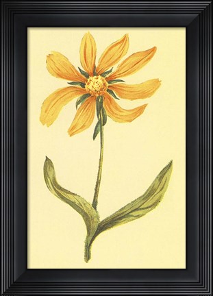 Framed Arizona Wyethia Print