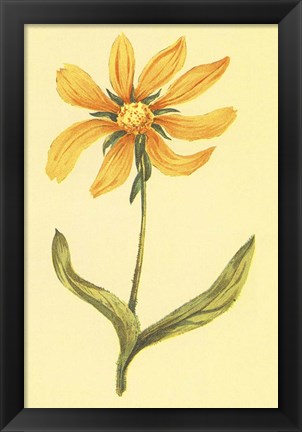 Framed Arizona Wyethia Print