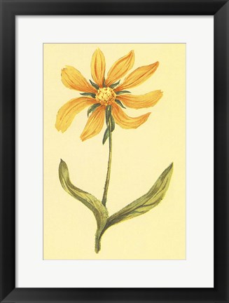 Framed Arizona Wyethia Print