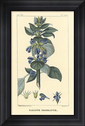 Framed Ballote Oderante Print