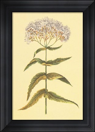 Framed Boneset and Ague Weed Print
