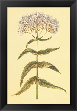 Framed Boneset and Ague Weed Print