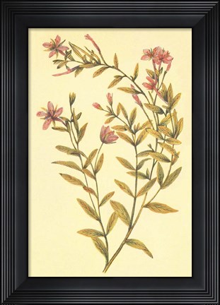 Framed Broad Leaved Fireweed Print