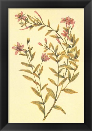 Framed Broad Leaved Fireweed Print