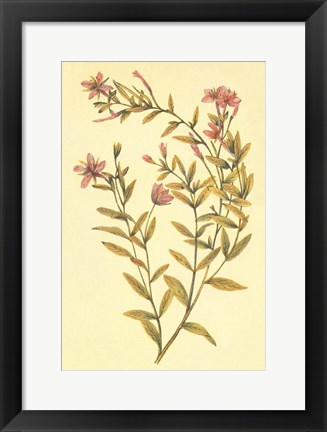 Framed Broad Leaved Fireweed Print