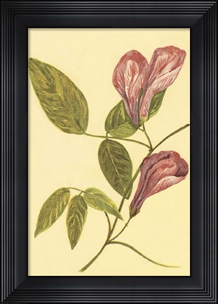 Framed Butterfly Pea Print