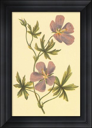 Framed Callirrhoe Print