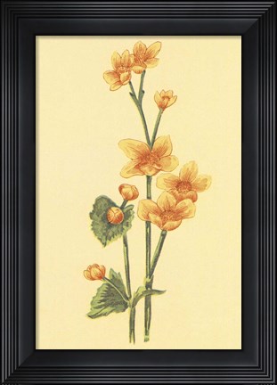 Framed Calthra Palustris Print