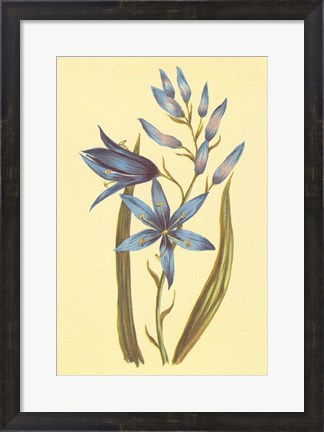 Framed Camass and Wild Hyacinth Print