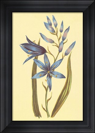 Framed Camass and Wild Hyacinth Print