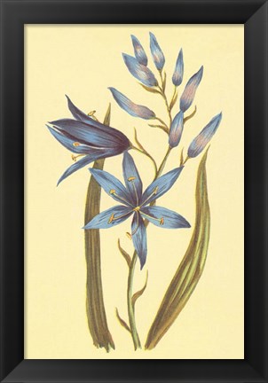 Framed Camass and Wild Hyacinth Print