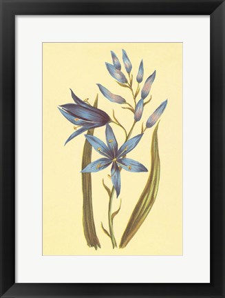 Framed Camass and Wild Hyacinth Print