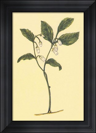 Framed Checkerberry Print