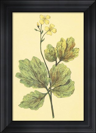 Framed Chelidonium Majus Print