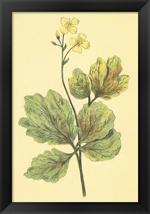 Framed Chelidonium Majus Print