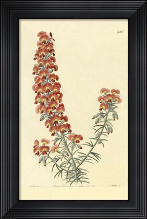 Framed Chorizema Henchmanni Print