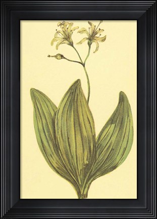 Framed Clintonia Print
