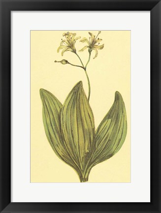 Framed Clintonia Print