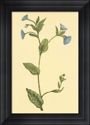 Framed Common Fleabean Print