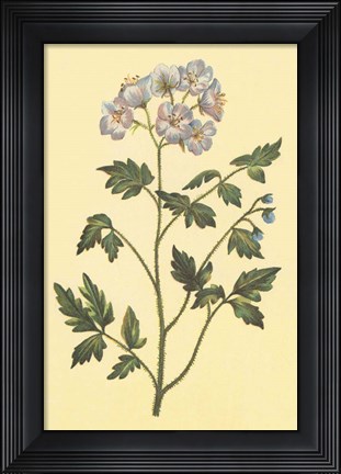 Framed Cut Leaved Phacelia Print