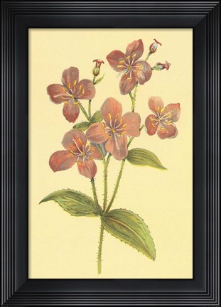 Framed Deer Grass and Meadow Beauty Print