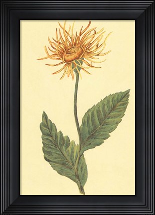 Framed Ellecampane Print