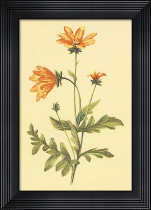 Framed Engelmannia Print