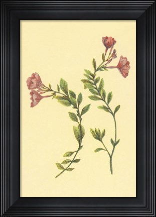 Framed Epilobium Rigidum Print