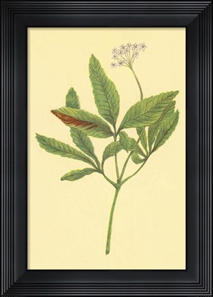 Framed Five Leaved Ginseng Print