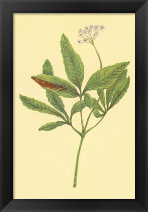 Framed Five Leaved Ginseng Print